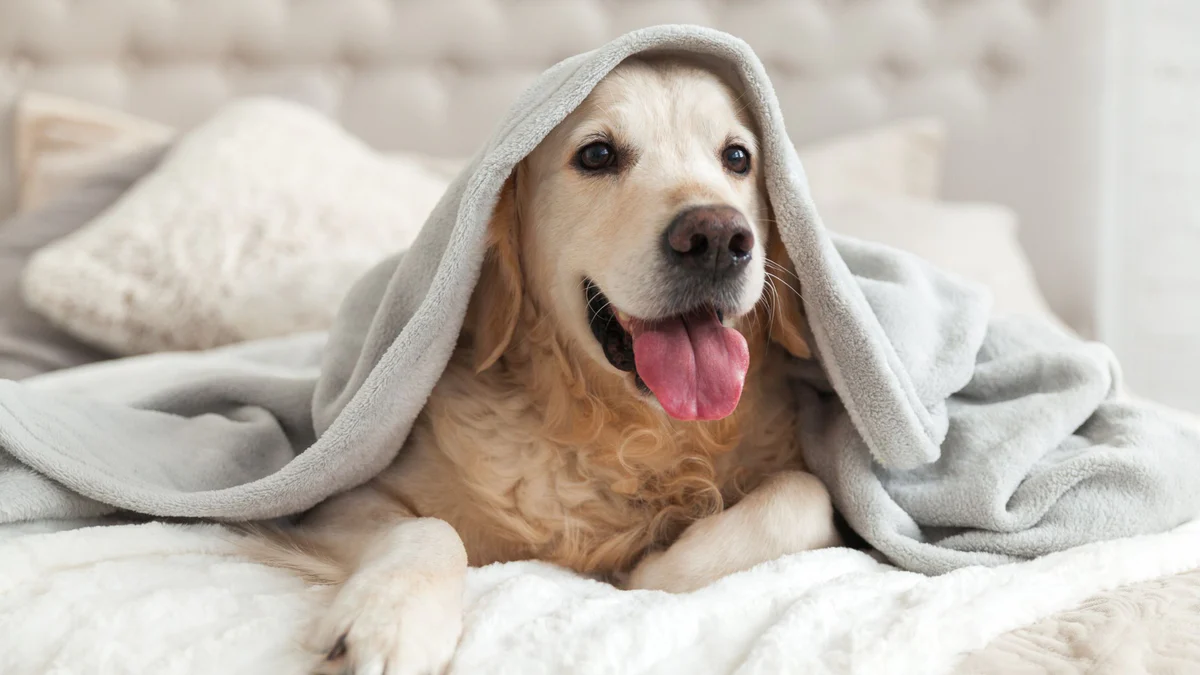 3 Pet-Friendly Cleaning Tips For a Fresh & Safe Home