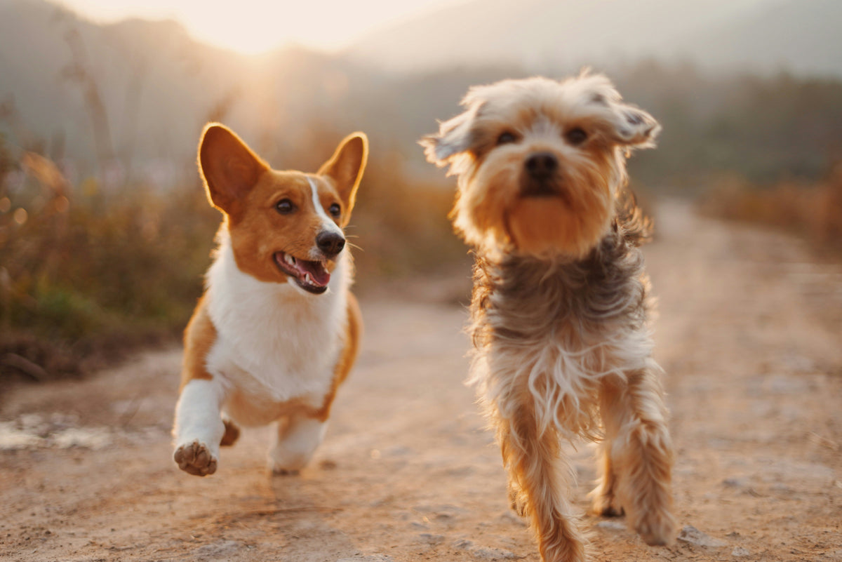 5 Quick Cleaning Tips for Homes with Pets